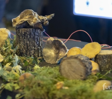 Míscaros – Festival do Cogumelo no Alcaide